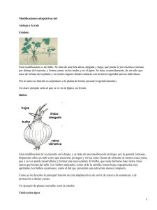 Adaptaciones del vástago y la raíz de las plantas