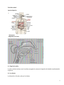 Nutrición animal Aparato digestivo Estructura: Digestión en la boca