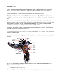 Aves de Galicia