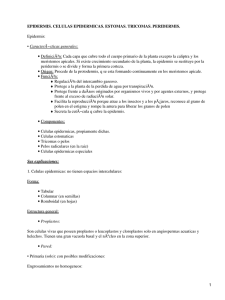 EPIDERMIS. CELULAS EPIDERMICAS. ESTOMAS. TRICOMAS. PERIDERMIS. Epidermis: • CaracterÃ−sticas generales: