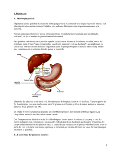 1. El páncreas 1.1 Morfología general
