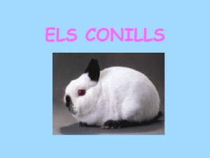 Conills