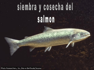 Cría del salmón
