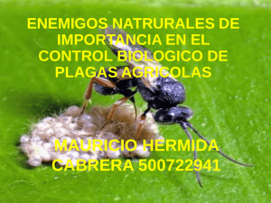 Enemigos naturales de importancia en el control biológico de plagas agrícolas