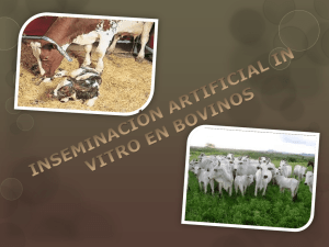 Inseminación artificial in vitro en bovinos