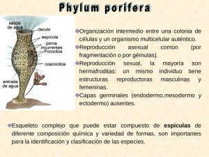 Phylum porífera