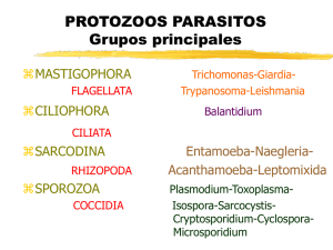 Protozoos parásitos