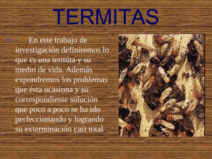 Termitas