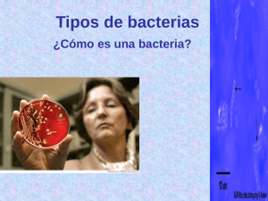 Tipos de Bacterias