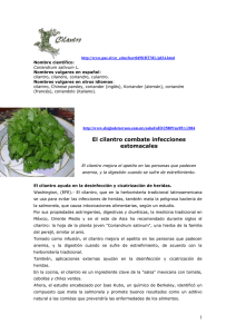 El cilantro combate infecciones estomacales