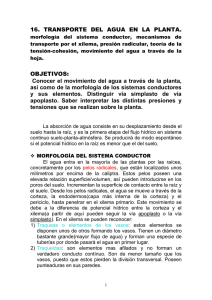 TEMA 16: Transporte del Agua en la Planta