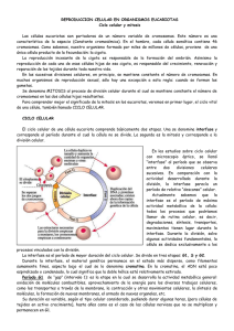REPRODUCCION CELULAR EN ORGANISMOS EUCARIOTAS Ciclo celular y mitosis