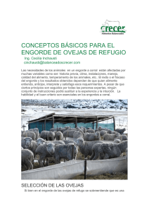 conceptos básicos para el engorde de ovejas de refugo