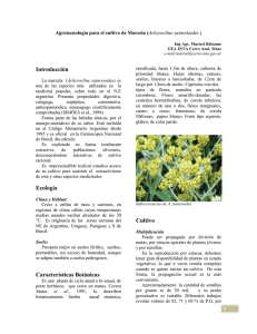 Agrotecnología para el cultivo de Marcela (Achyrocline
