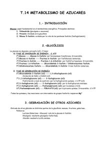 T.14 METABOLISMO DE AZUCARES  1.- INTRODUCCIÓN 2.-GLUCÓLISIS