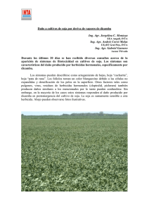 Informe fitotoxicidad de dicamba en soja ENERO 2011