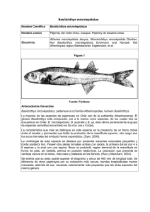 Basilichthys microlepidotus - Ministerio del Medio Ambiente
