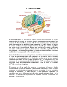 EL CEREBRO HUMANO El cerebro humano es el centro del