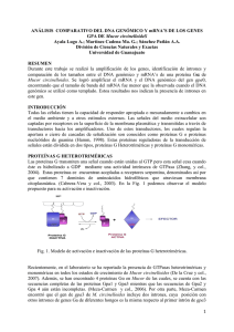 ANÁLISIS COMPARATIVO DEL DNA GENÓMICO Y mRNA`S DE