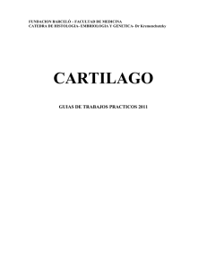 cartilago