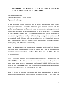 INMUNODETECCION DE Bcl-2 Y Bax EN CÉLULAS DEL EPITELIO