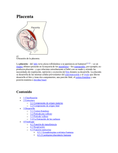 Placenta Ubicación de la placenta. La placenta—del latín torta