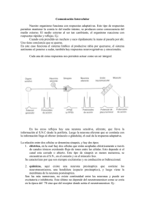 comunicacion-intercelular-2