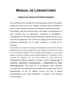 manual de laboratorio hongos entomopatogenos