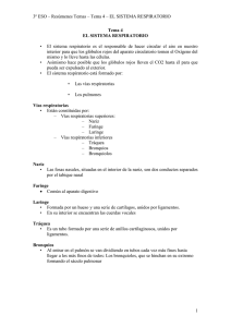 3º ESO – Resúmenes Temas – Tema 4 – EL...  •  El  sistema  respiratorio  es ... Tema 4