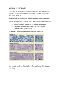 Fibra nucleosómica