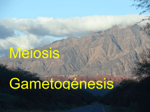Descargar Biologia_Mayo_2Medio_Meiosis_y_gametogenesis_18