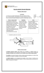 Guía de estudio Ciencias Naturales  “Sistema Nervioso”