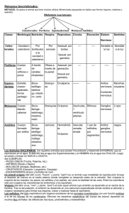 Metazoos Invertebrados