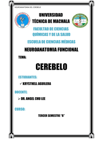cerebelo - Universidad Técnica de Machala