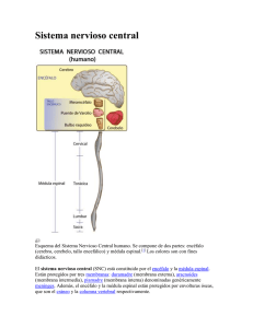Sistema nervioso central