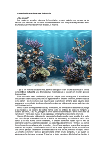Contaminación arrecife de coral de Australia  ¿Qué en coral?