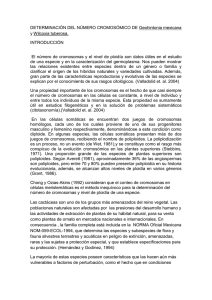 DETERMINACIÓN DEL NÚMERO CROMOSÓMICO DE Geohintonia mexicana y Wilcoxia tuberosa. INTRODUCCIÓN