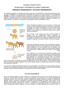 COLEGIO TOLEDO PLATA TECNOLOGIA E INFORMATICA GRADO UNDECIMO. ANIMALES TRANSGENICOS –CULTIVOS TRANSGENICOS