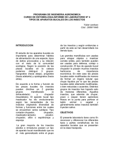 PROGRAMA DE INGENIERIA AGRONOMICA CURSO DE ENTOMOLOGIA-INFORME DE LABORATORIO N° 4