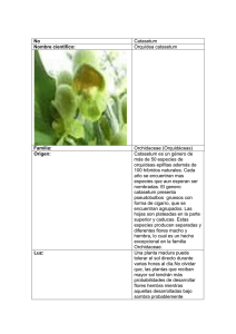 No Catasetum Nombre científico: Orquídea catasetum Familia
