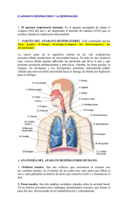 El  aparato  respiratorio  humano.