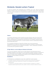Raza Girolando - Nutrimax | Nutrición animal en Costa Rica