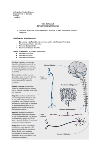 clasificacion_de_las_neuronas