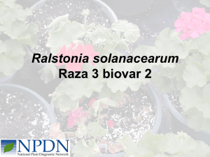 Ralstonia solanacearum Raza 3 biovar 2