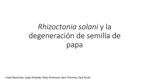 Rhizoctonia solani degeneración de semilla de papa