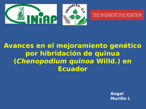 Avances en el mejoramiento genético por hibridación de quinua Chenopodium quinoa Ecuador