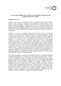 VACUNA RECOMBINANTE CONTRA FACTORES DE VIRULENCIA DE STAPHYLOCOCCUS AUREUS