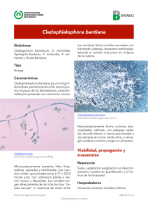 - Sin traducir - Cladophialophora bantiana (pdf, 941 Kbytes)