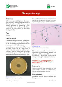 - Sin traducir - Cladosporium spp. (pdf, 826 Kbytes)
