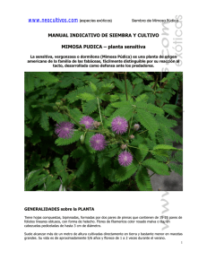 Manual Cultivo Mimosa Pudica neocultivos www